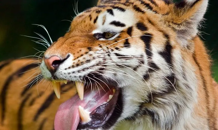 Private Corbett National Park & Nainital Tour from New Delhi