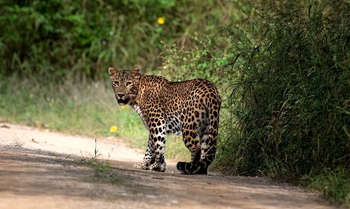 4 days Golden Triangle Tour from Delhi with Leopard jeep safari