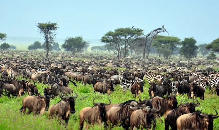 8 Days luxury Safari Adventure(Serengeti)