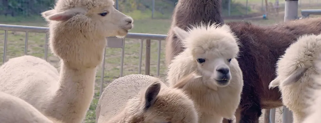Alpaca and llama hike in Mödling Vienna