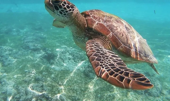 Half-Day Nassau Adventure: Swimming Pigs and Sea Turtles Spotting