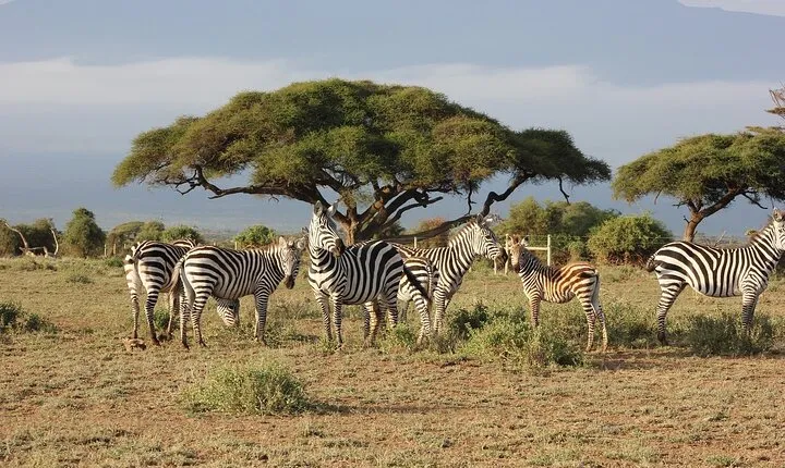 Overnight Private Safari to Maasai Mara from nairobi