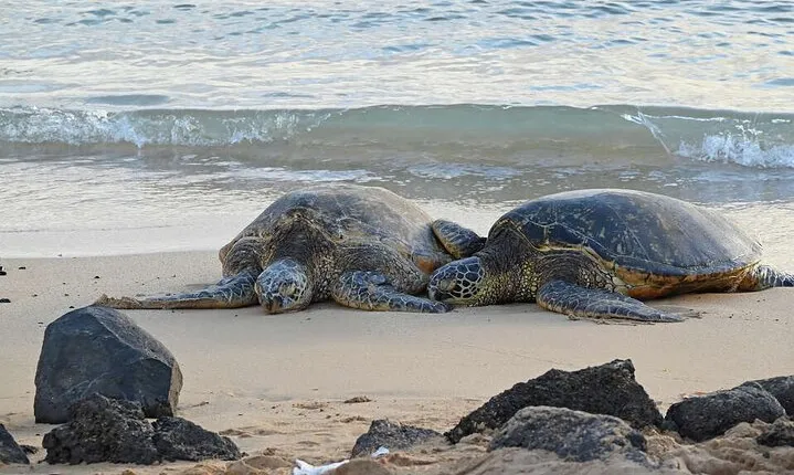 Oahu's Cheapest Circle Island Tour