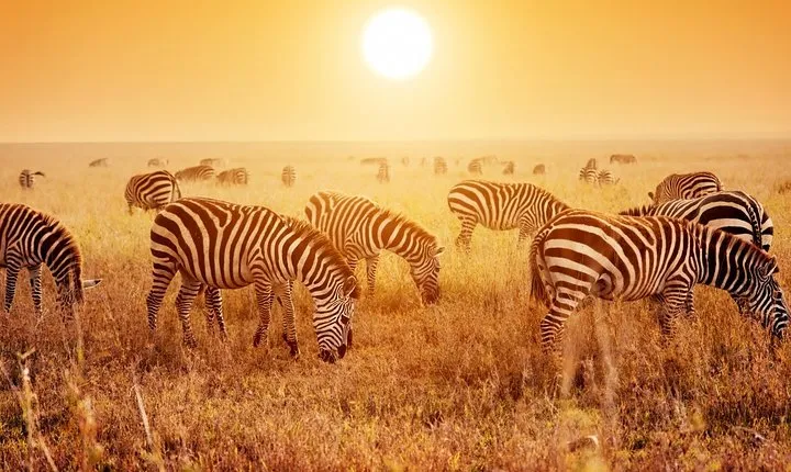 6 Day Mid-range Serengeti, Ngorongoro, Lake Manyara and Tarangire National Park