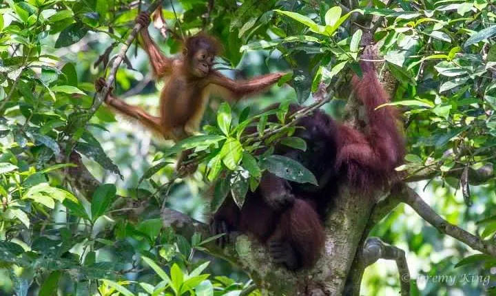 2D1N Sandakan Private Tour with Kinabatangan River Cruise