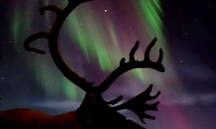 Northern Lights tour with Reindeer
