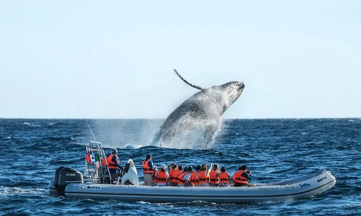 Whale Watching, The Famous Arch and Fast Boat Tour in Los Cabos