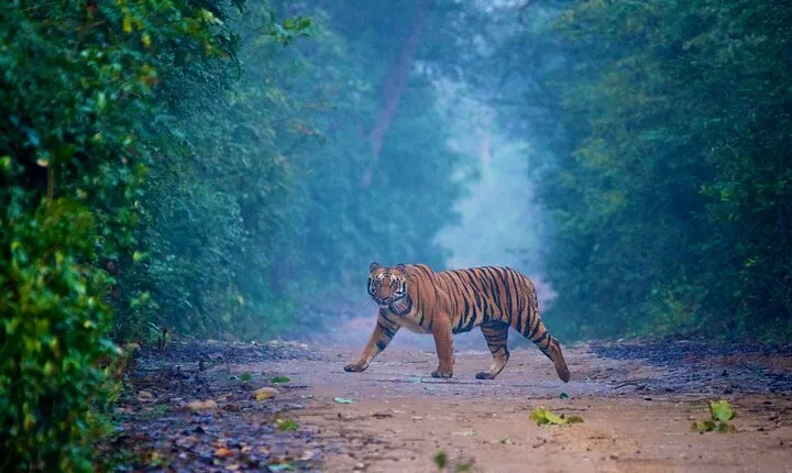 Mumbai to Jim Corbett: A 2-Day Air Safari Adventure into the Wild