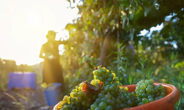 Full Day Private Judean Hills Wine Tour from Jerusalem