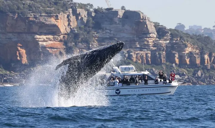 Whale Watching Boat Trip in Sydney