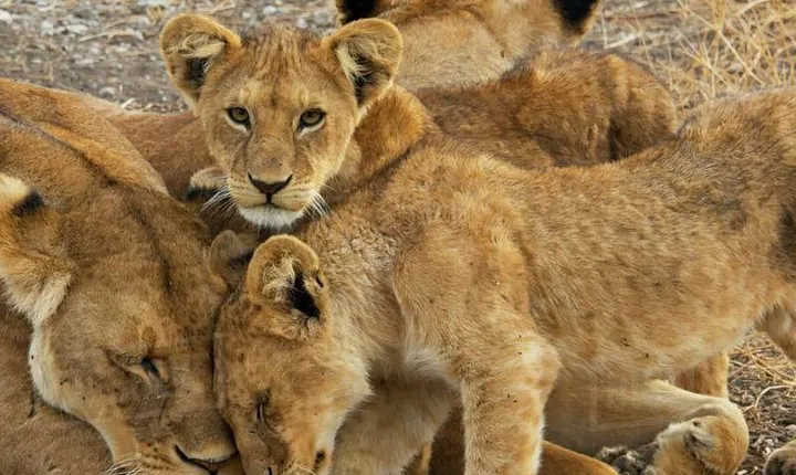 6 Days Safari to Tarangire, Ngorongoro, Lake Manyara & Serengeti