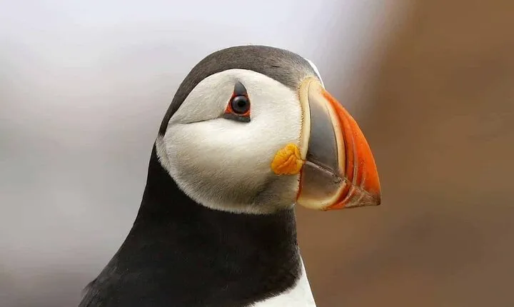 Puffin Extravangza