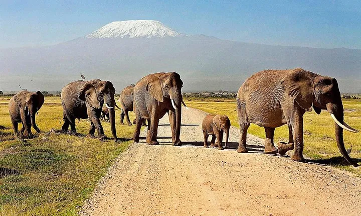 Amboseli Day Trip from Nairobi