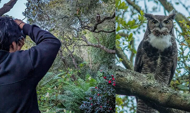 Golden Gate Park Twilight Wildlife Walking Tour
