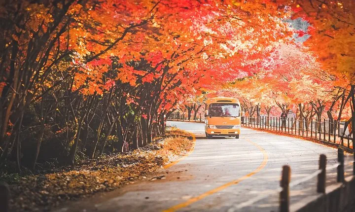 Naejangsan Fall Foliage Tour from Busan with Seoul Drop-off