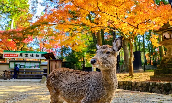 Morning Wonder World Heritage Nara Guided Tour