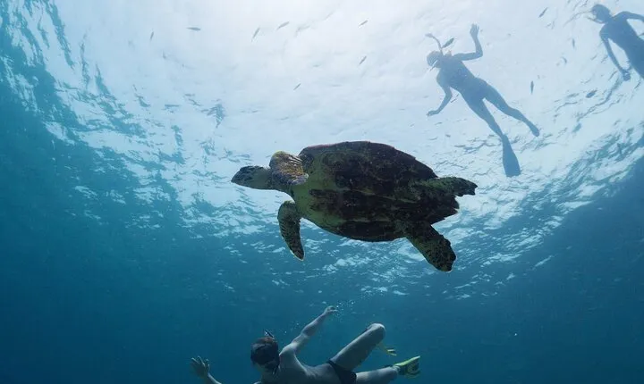 Los Tuneles Day Tour: Snorkeling, Exploring and Swimming With Wildlife
