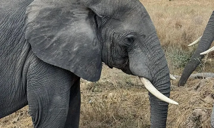 2 Day Northern Safari Tarangire and Ngorongoro Wildlife Adventure