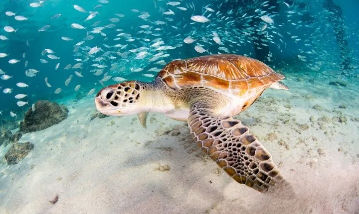 Moalboal Sardines Run Private Tour w/ Transfers Option