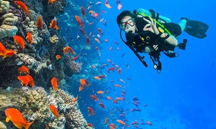 White Island & Ras Mohamed Boat Trip & Diving , lunch from Sharm