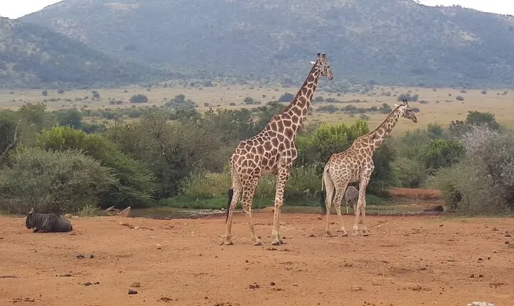 Full day Pilanesberg Safari Tour