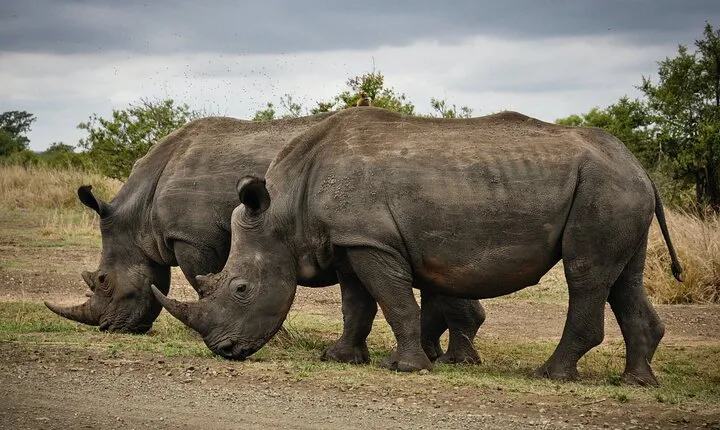 3 Days Tanzania Private Luxury Safari to Serengeti & Ngorongoro