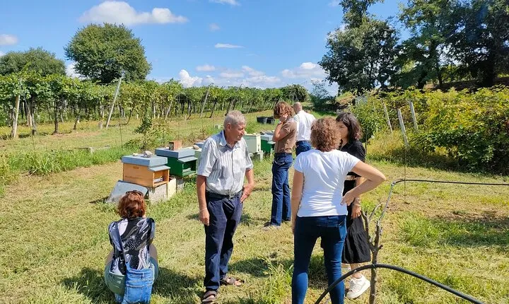 Beekeeping Farm Tour and Tasting Experience in Lazise