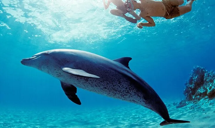 Private Dolphin House Speedboat Parasailing Adventure - Hurghada
