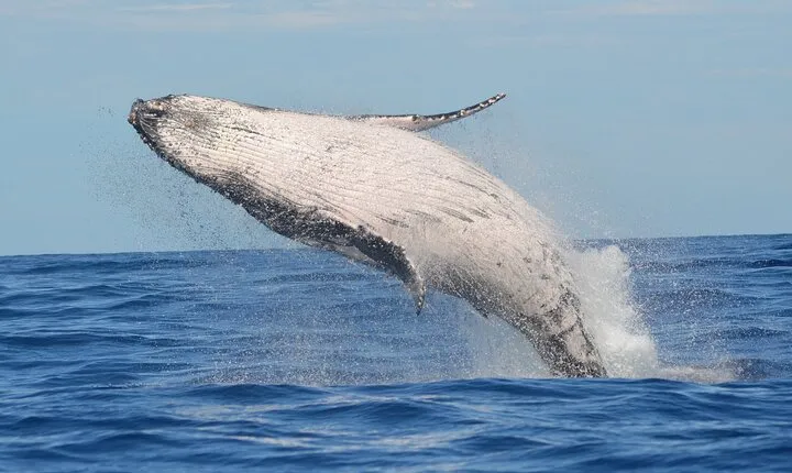 1.5 -Hour Guided Whale and Marine Life Tour