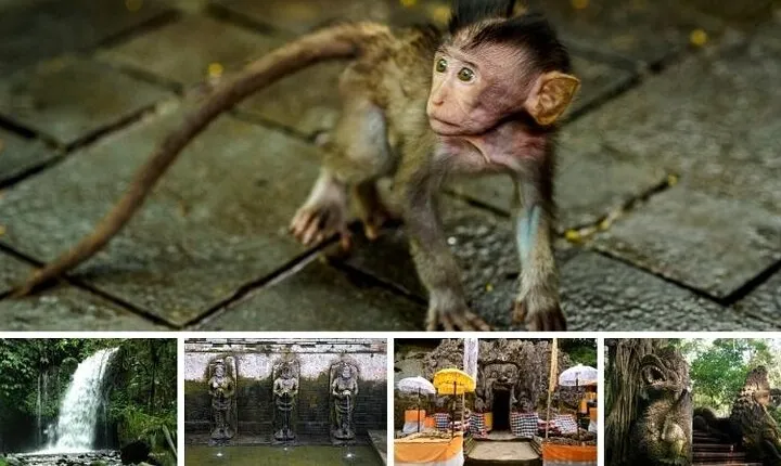 Best of Bali Ubud Tour and Surrounding