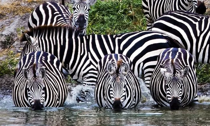 4 Days Private Tarangire, Serengeti and Ngorongoro Crater Tour