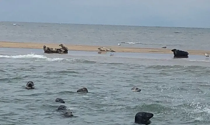 Scroby Sands Seal Watching