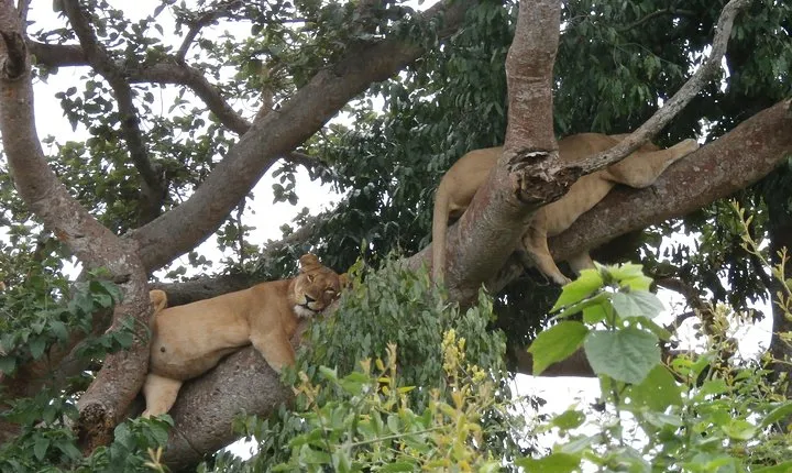3 Days Queen Elizabeth national Park Safari Holiday
