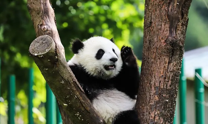 Private tour in Chengdu Panda Base and Leshan Giant Buddha