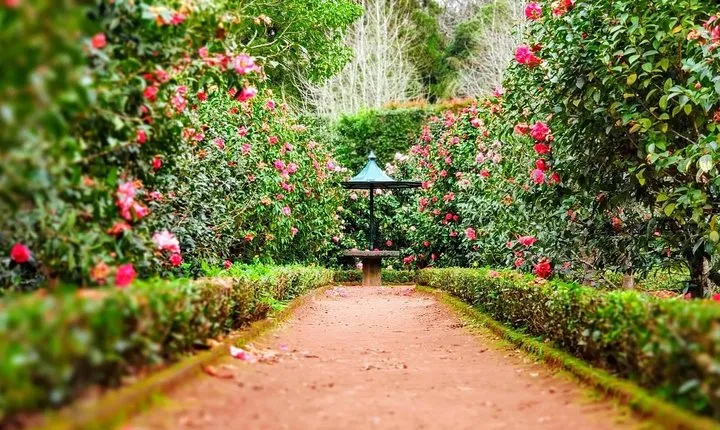Full day tour from Ponta Delgada to Furnas volcano and hot springs