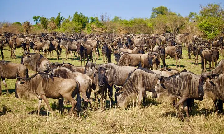6 Days Wildebeest Migration Calving Safari