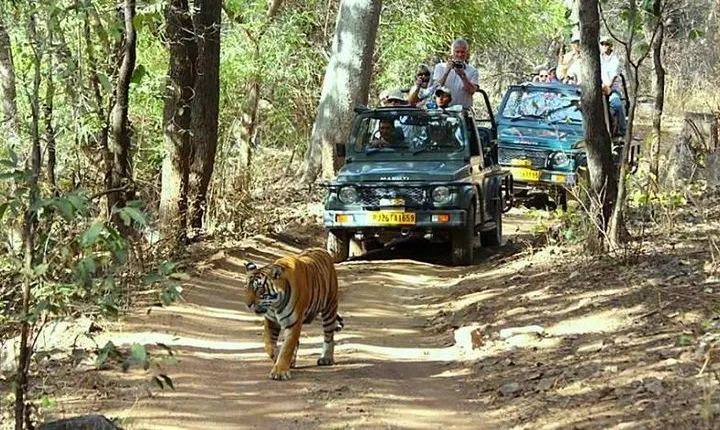 Golden Triangle Tour With Ranthambore Tiger Safari