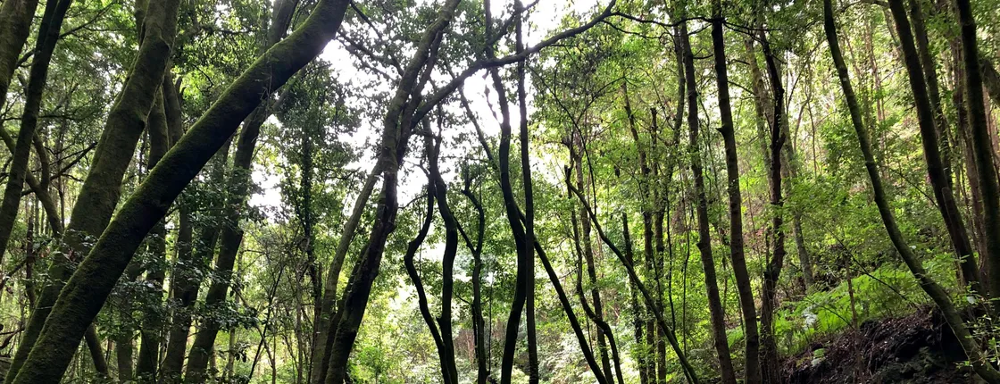 La Palma Enchanted Forest Trail