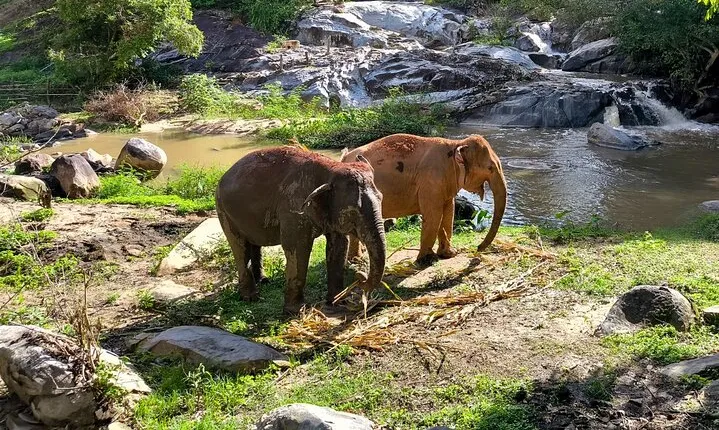 Chiang Mai Half Day Elephant Sanctuary Observation and Waterfall