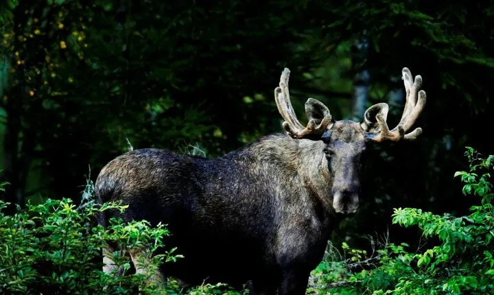 Wildlife Forest Hike
