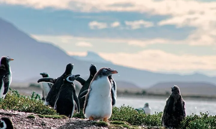 Navigate through the Beagle Channel: Seal, Bird & Penguin Islands