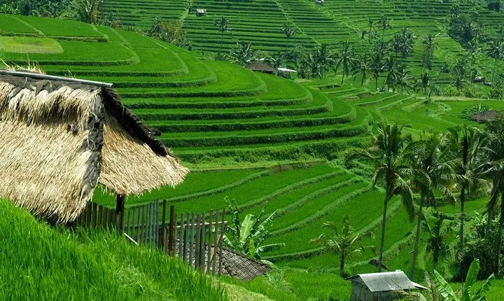 Private Jatiluwih Rice Terraces Heritage Site and Culture Tour