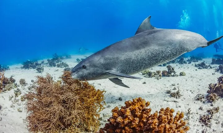 Snorkeling with Dolphins at Dolphin House Boat Trip in Hurghada
