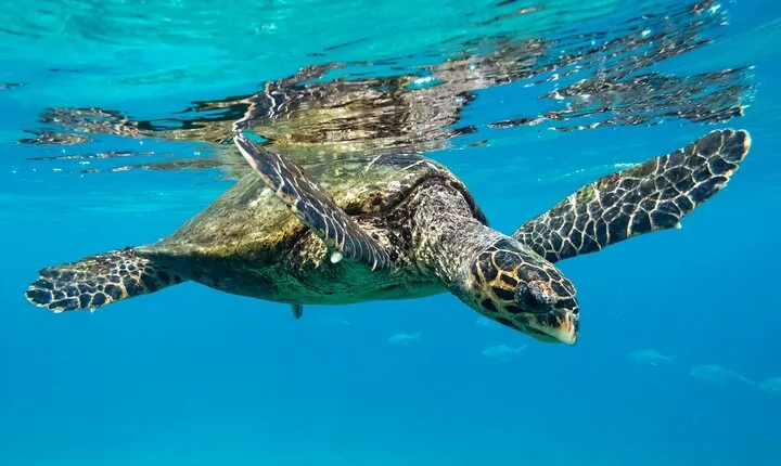 Marsa Mubarak Snorkeling & Diving with Transfers - Marsa Alam