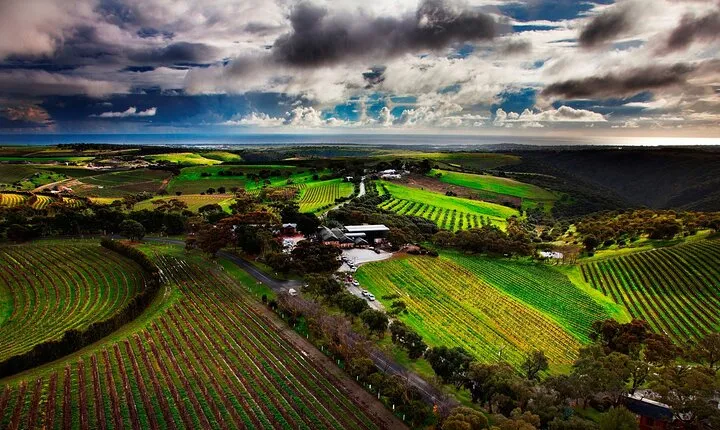 Private Tour of Rojina's Fleurieu in McLaren Vale