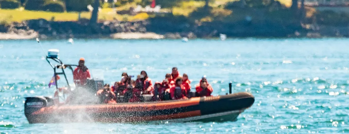 Zodiac whale watching and wildlife tour
