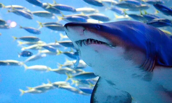 South Korea a Sea Life Busan