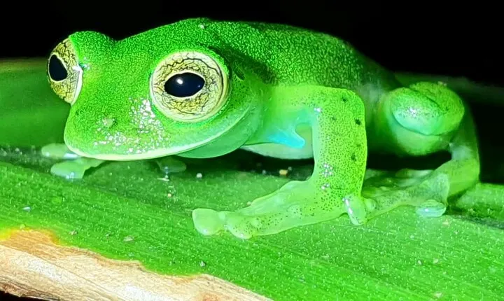 Monteverde Night Tour: Glass Frogs, Sloths & Jungle Experience