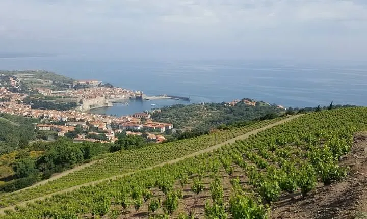 Walks in the heart of the secret vineyards around Collioure, tastings