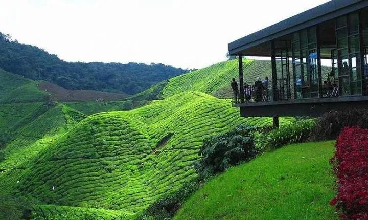 Cameron Highland Day Tour from Kuala Lumpur